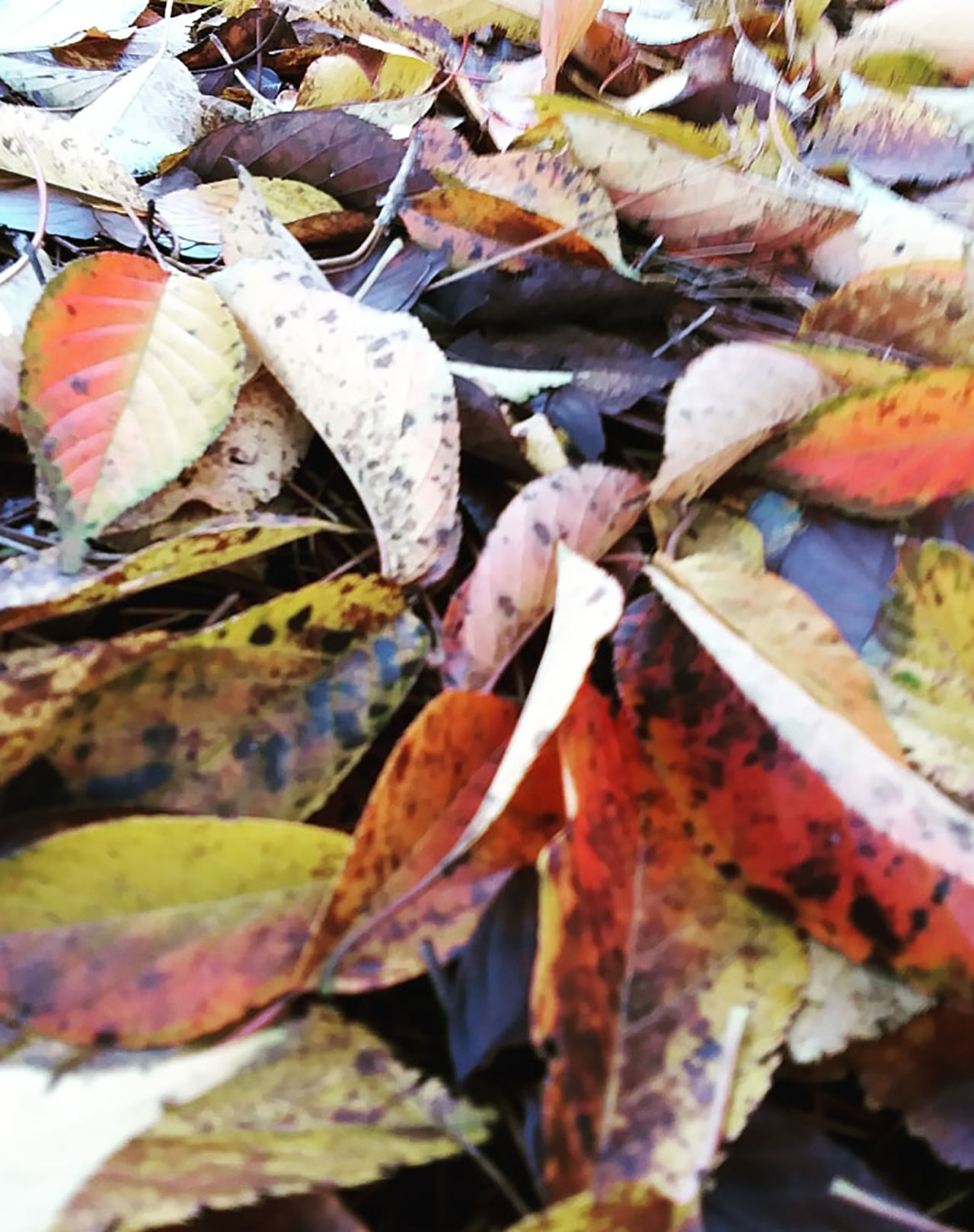 Fall